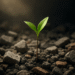 a single sprout growing in rubble; symbolizing a new beginning and rebuilding